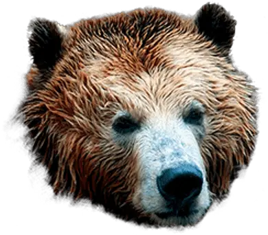 Bear Mask Transparent Png Grizzly Bear Head Transparent Bear Head Png