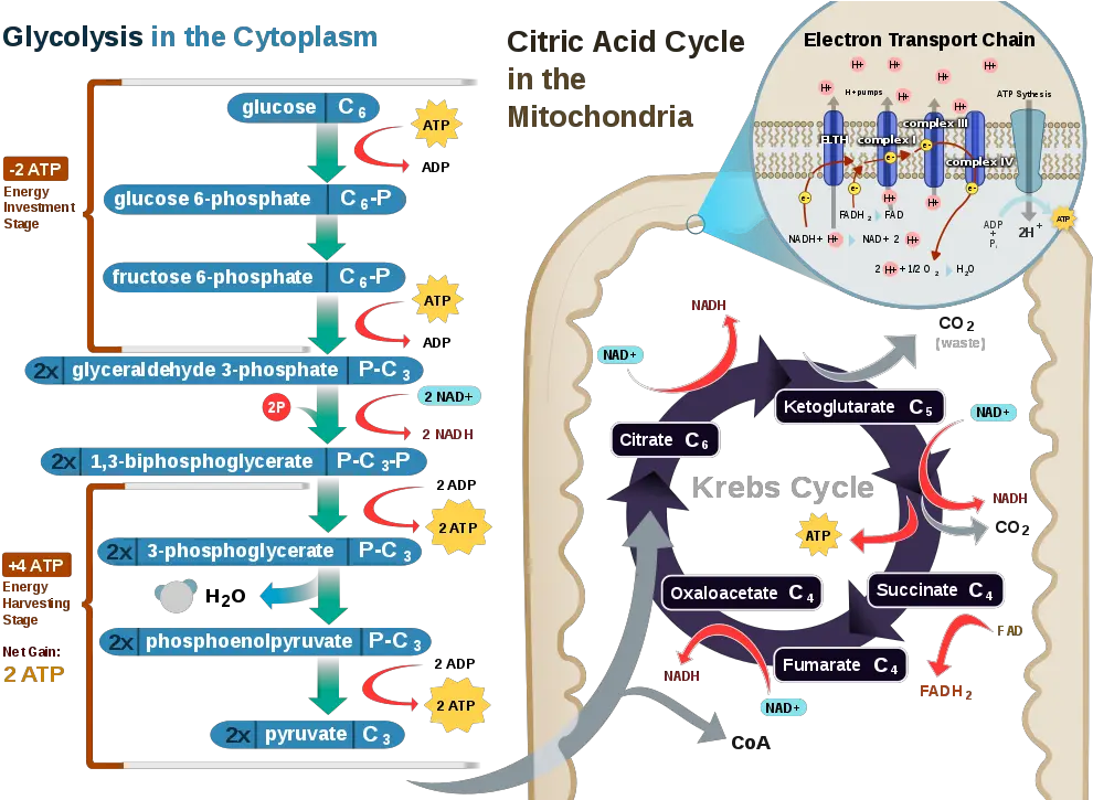 Citric Acid Cycle And Mitochondrial Electron Transport U2014 Steemit Electron Transport In Cellular Respiration Png Mitochondria Png