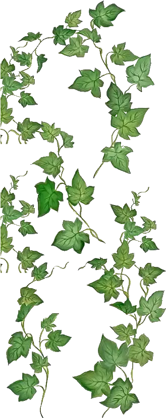 Ivy Tattoo Vine Drawing Plant Book Of Shadows Blessing Png Ivy Leaf Png