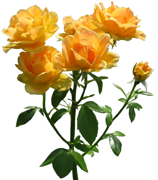 Download Hd Zonta Rosa Lots Of Blooming Rose Orange Png Roses Transparent Background