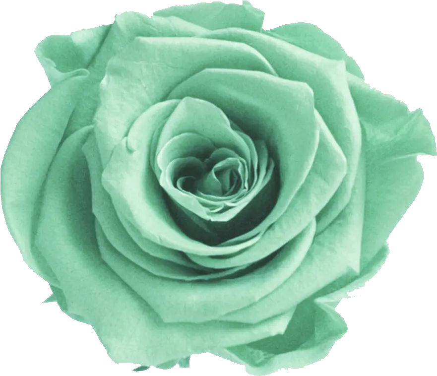 Download Mint Flower Png Picture Aesthetic Green Flower Green Flower Png Flower Transparent Background png