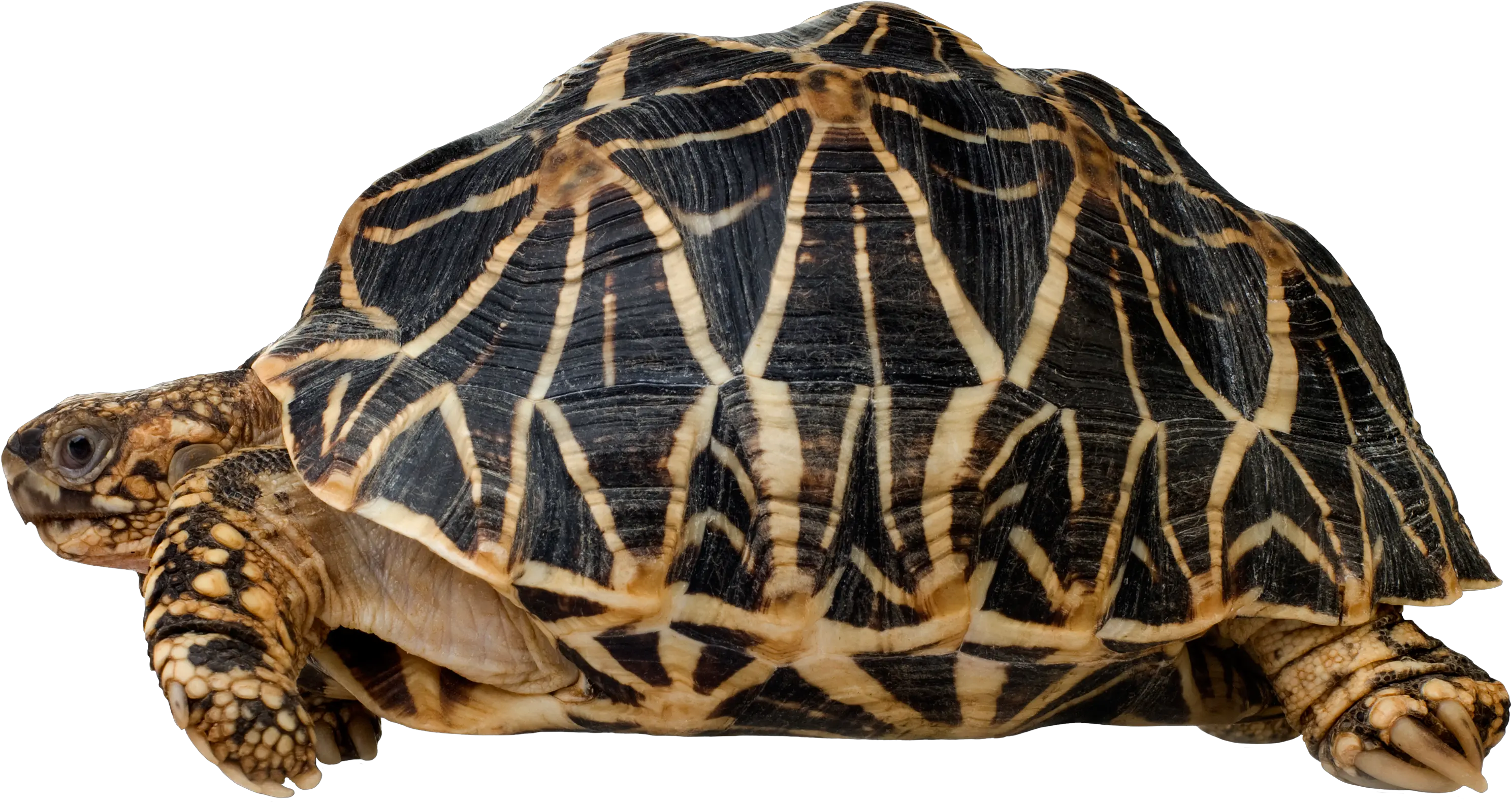 Turtle Reptile Indian Star Tortoise Indian Star Tortoise Png Tortoise Png