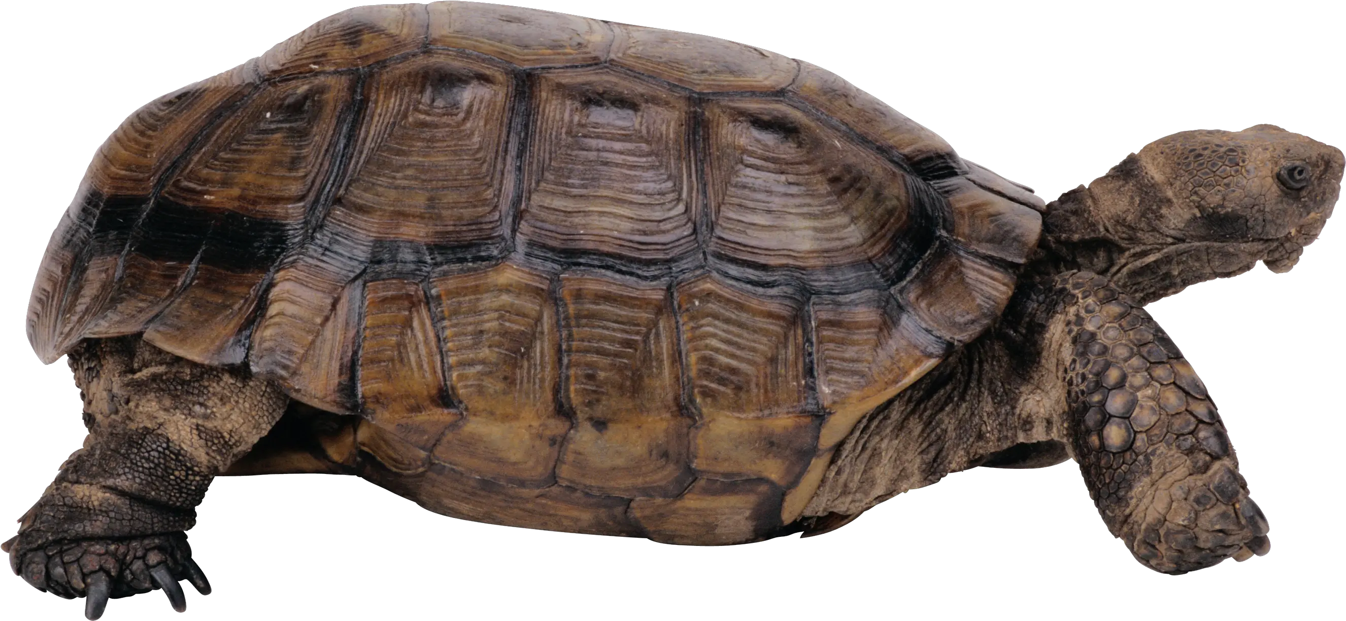 Turtle Png Images Free Download Desert Tortoise Transparent Background Tortoise Png