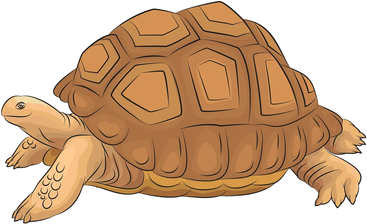 Images Of Tortoise Clipart Giant Tortoise Clipart Png Tortoise Png