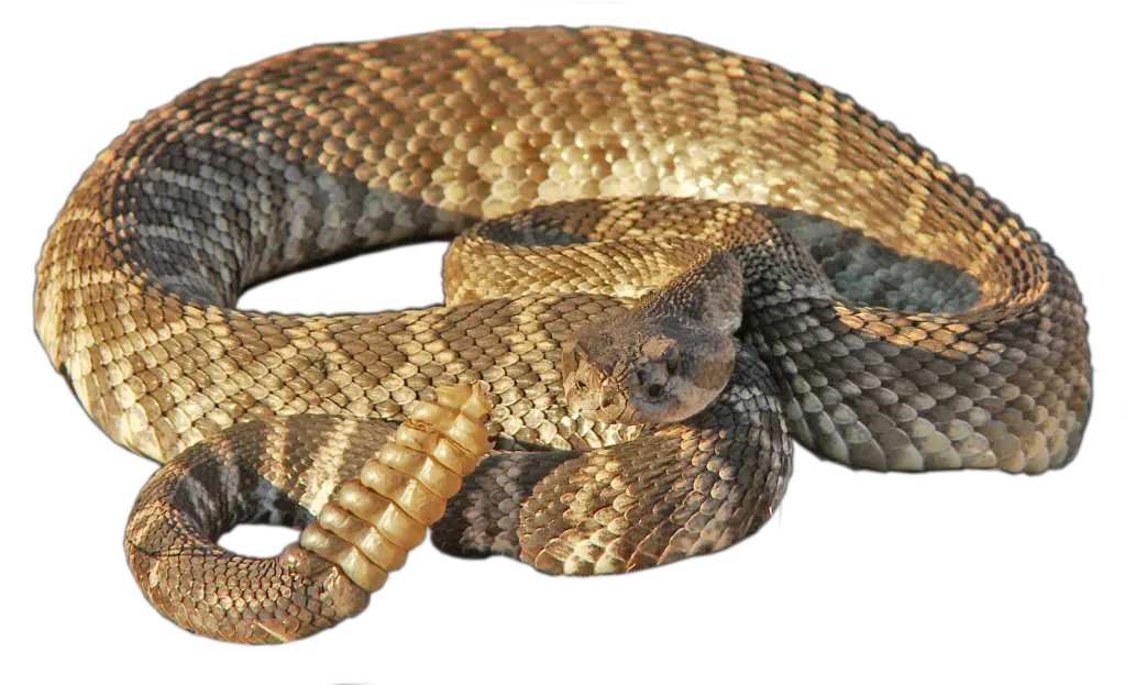 Rattlesnake Png Transparent Rattlesnakepng Images Pluspng Rattlesnake Png Rattle Png