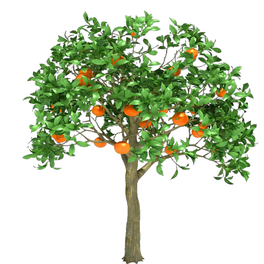 Fruit Tree Png Orange Fruit Trees Png Fruit Tree Png png