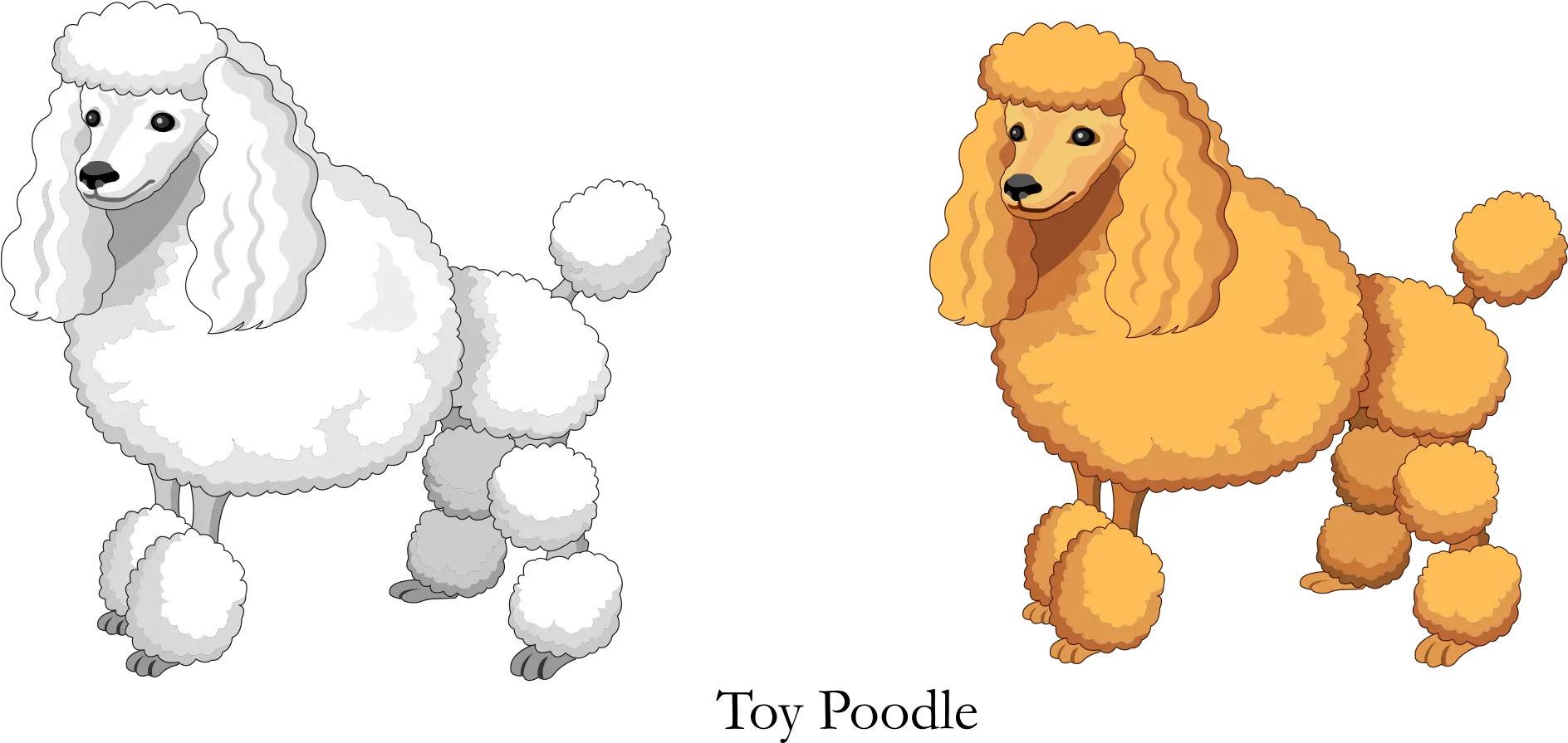 Vector Cartoon Yellow White Toy Poodle Poodle Png Poodle Png