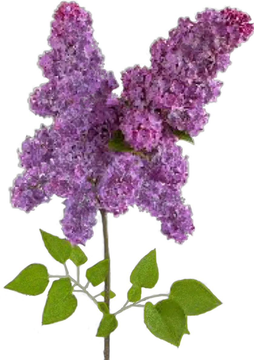 Wisteria Flower Sticker By Cindy Mcdaniel Lilac Png Wisteria Png