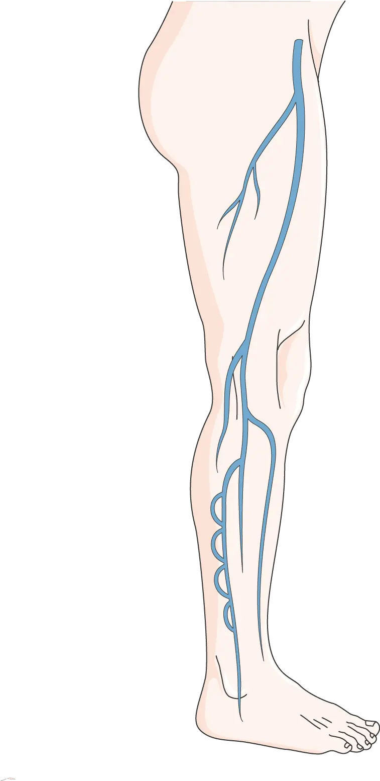 Deep Venous System Illustration Png Vein Png