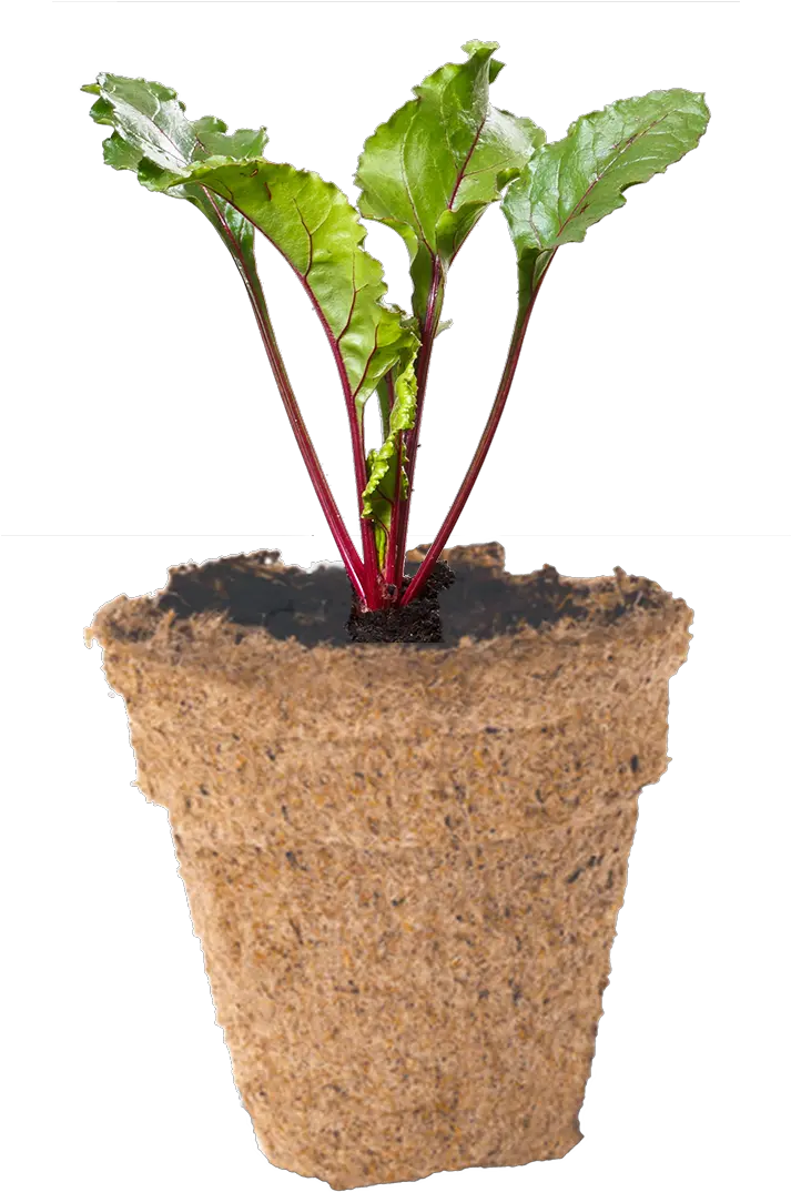 How To Grow Your Beetroot Seeds Flowerpot Png Seedling Png