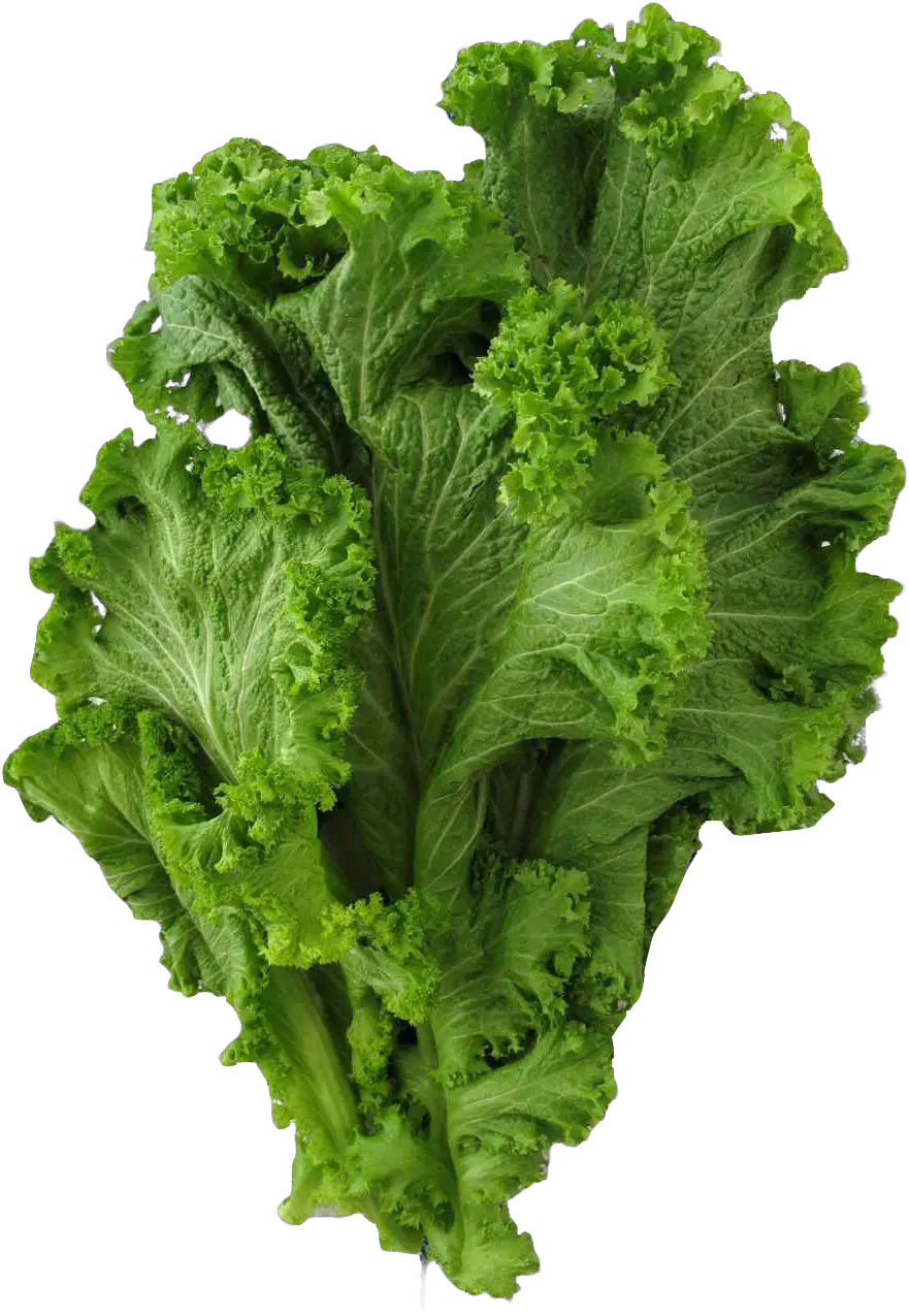 Lettuce Clipart Mustard Vegetable Collared Greens Png Lettuce Png