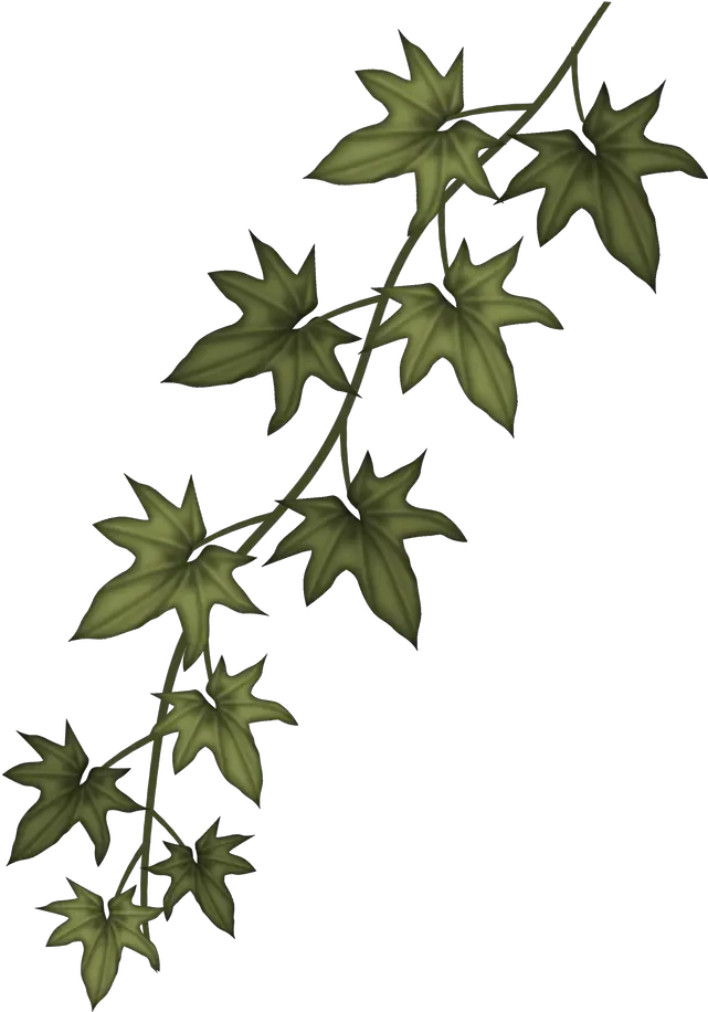 Download Ivy Clip Art Free Sizzix Garden Greens Thinlits Ivy Branch Png Ivy Png