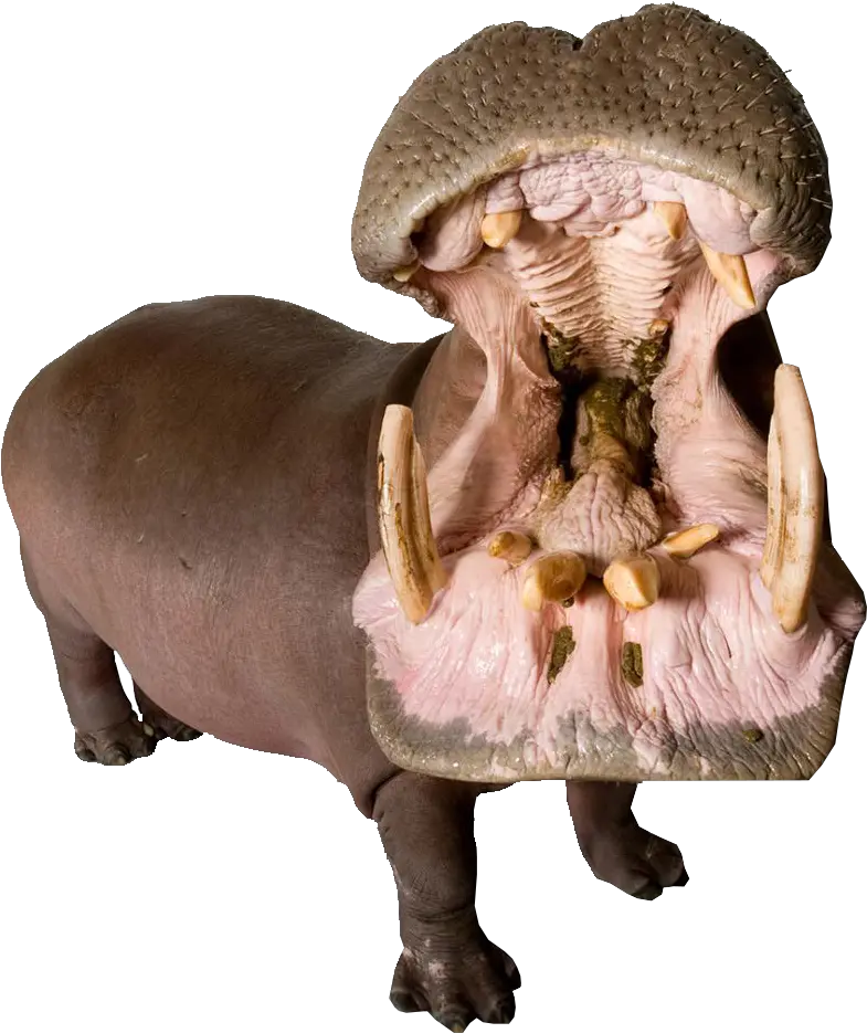 Download Hippo With Mouth Open Png Image For Free Animals With Mouth Open Mouth Transparent