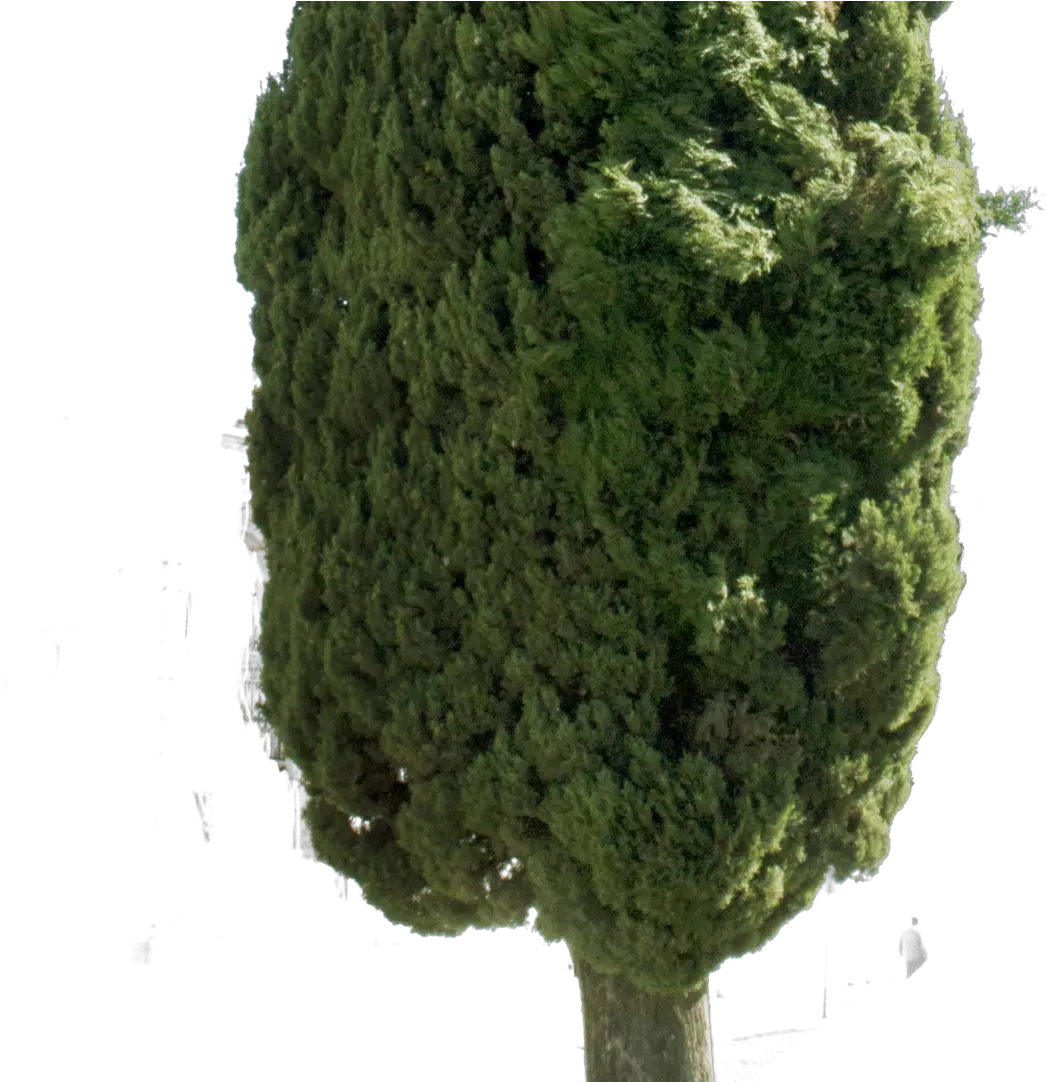 Cupressus Sempervirens Tree Ii Cupressus Sempervirens Png Shrub Transparent Background