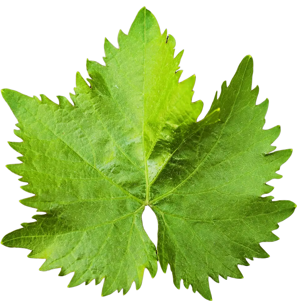 Download Grape Vine Leaf Png Image For Free Grape Leaf Png Leaf Transparent Background png