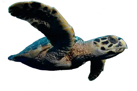 Download Vincent To Outlaw Killing Of Sea Turtles Caretta Turtle Png Sea Turtle Png