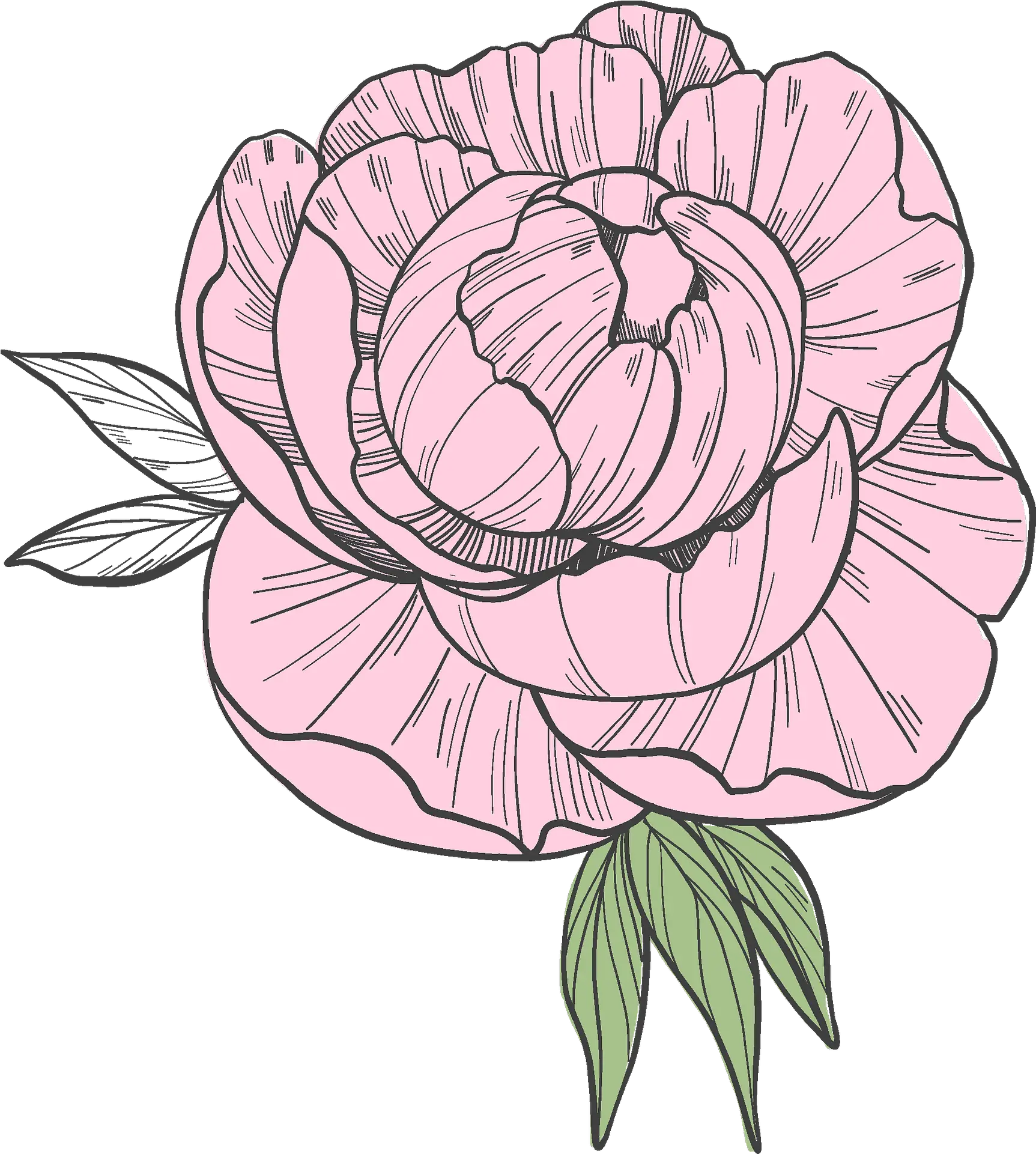 Clipart Floral Png Peony Transparent