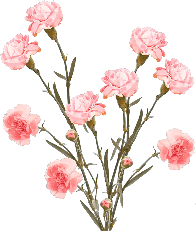 Cheap Pink Spray Carnation Flowers Floral Png Carnation Png