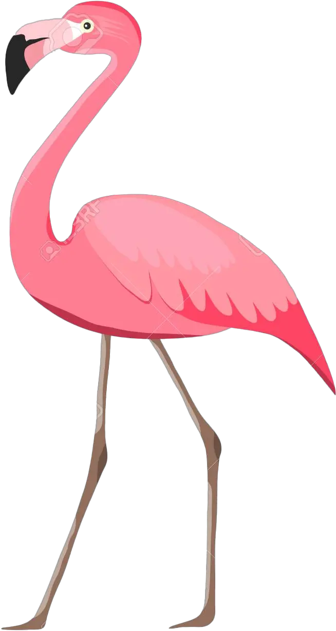 Flamingo Png Images Transparent Flamingo Png Flamingo Png