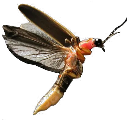 Flying Bug Transparent Image Png Play Lightning Bug Firefly Png Transparent Bug