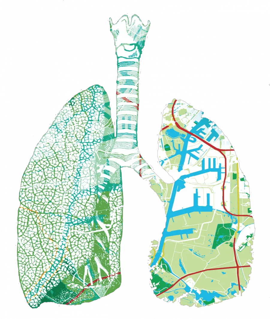 Lungspng Adm Westpoort Lungs Png
