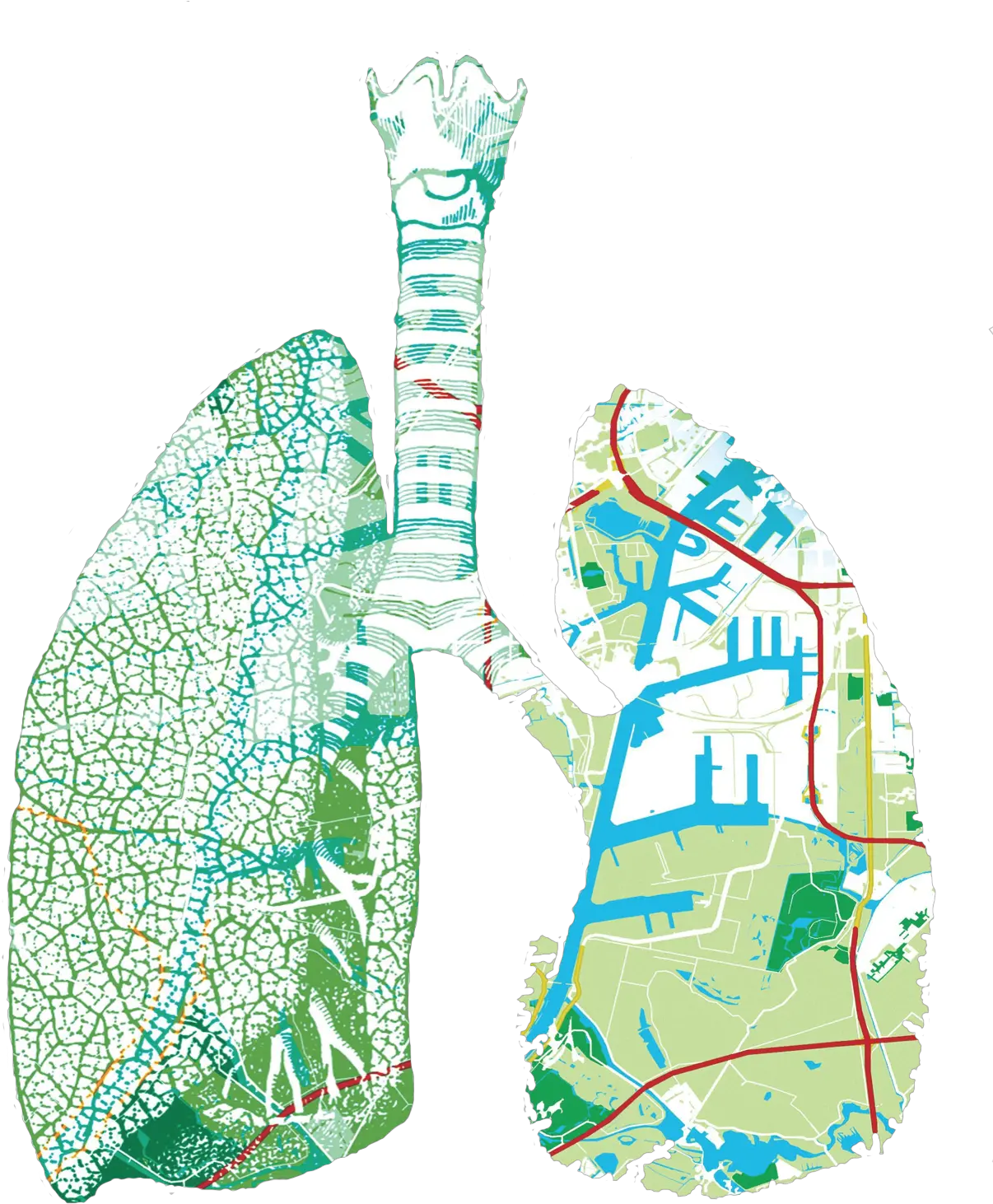 Lungspng Adm Illustration Lungs Png