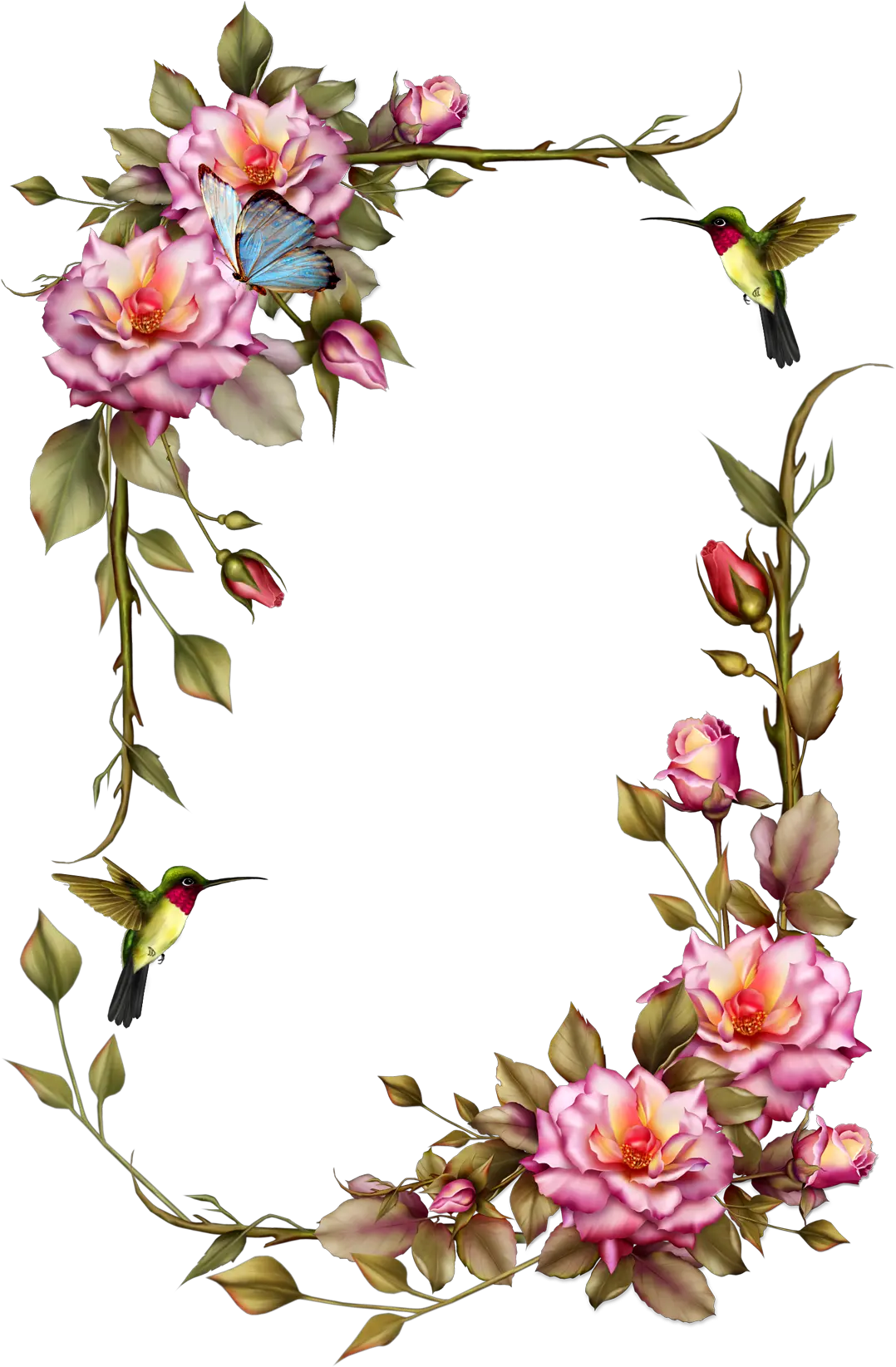 Roses Frame With Humming Bird Flower Frame Png Roses Transparent Background