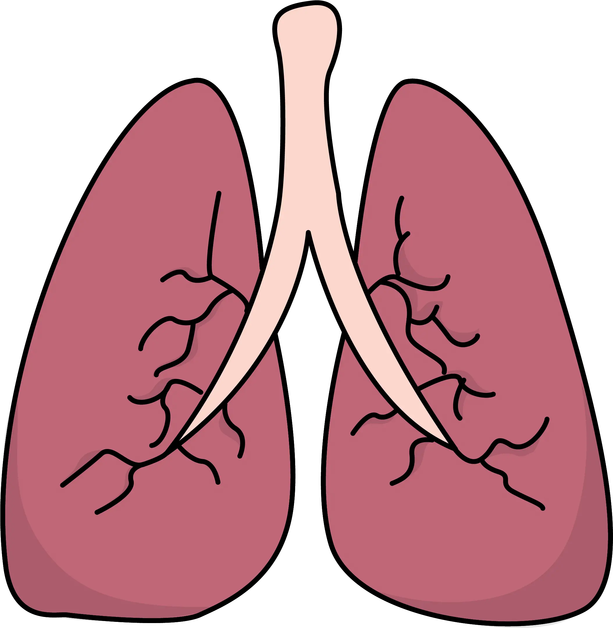 Download Hd Lung Cancer Ribbon Clip Art Lungs Clipart Png Lung Png