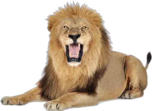 Lion Png Images Free Download Lions Lion Png Hd Lion Face Png