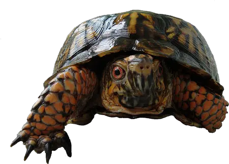 Box Turtle Png Photos Mart Eastern Box Turtle Transparent Turtle Transparent