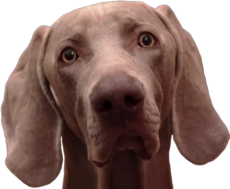 Download Hd Alf U0026 Mio Weimaraner Transparent Png Image Weimaraner Alf Png