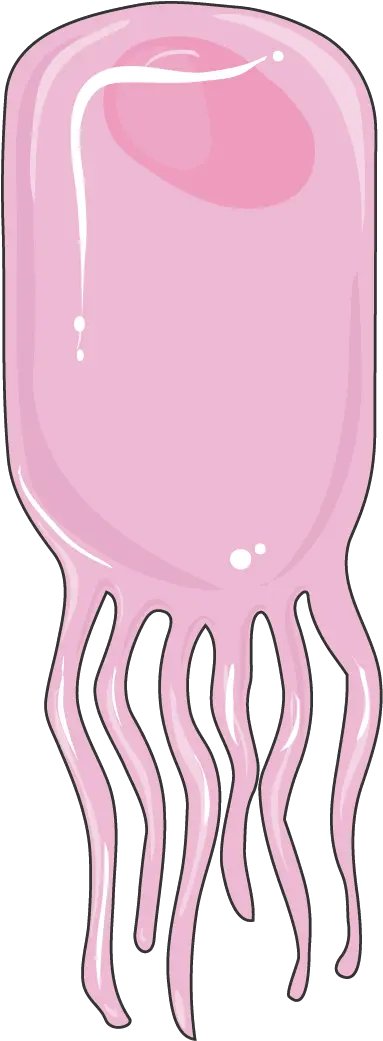 Ependymal Cell Servier Medical Art Girly Png Cell Png