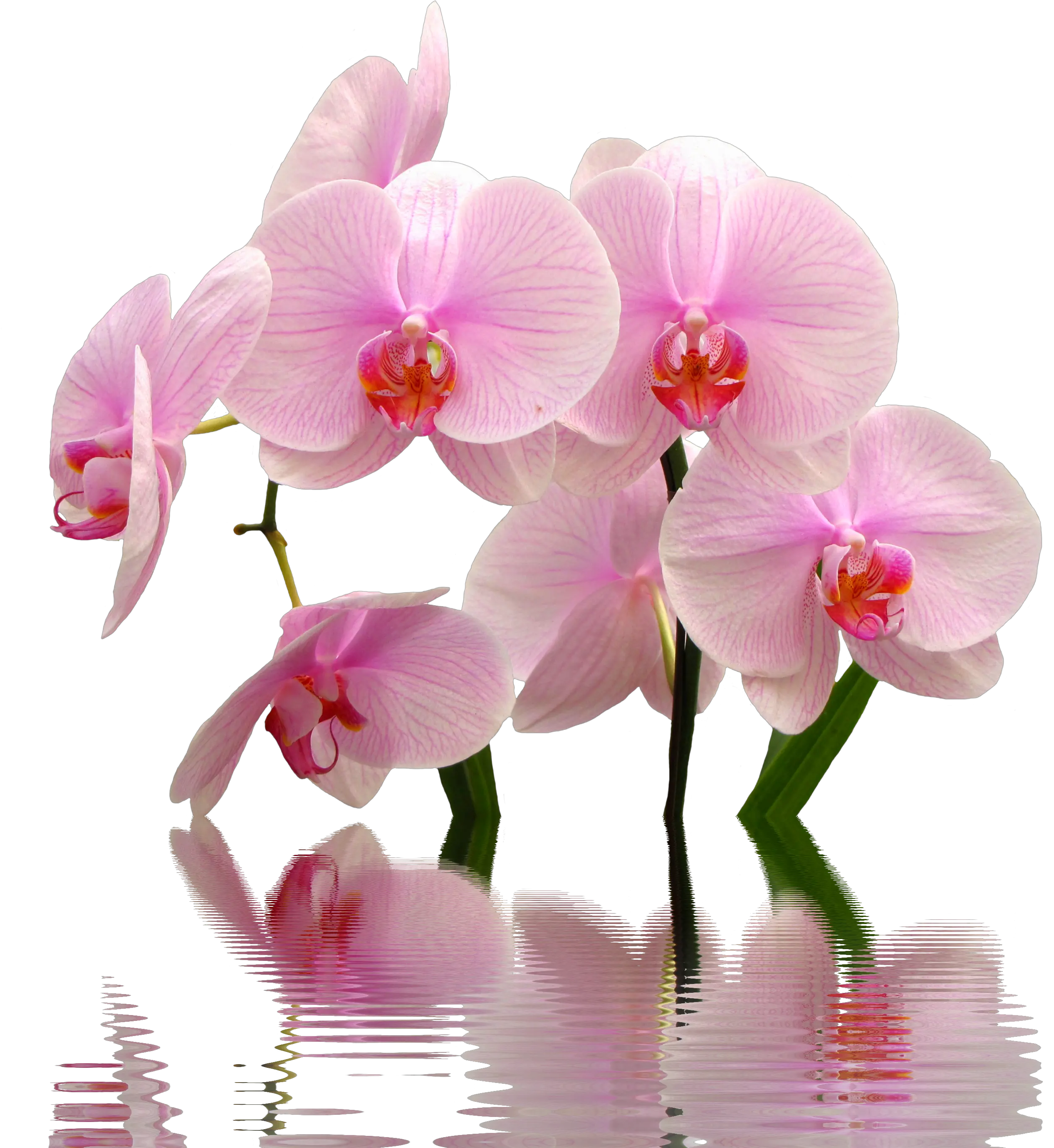 Download Orchid Png Image For Free Flowers Toxic To Cats Orchid Png