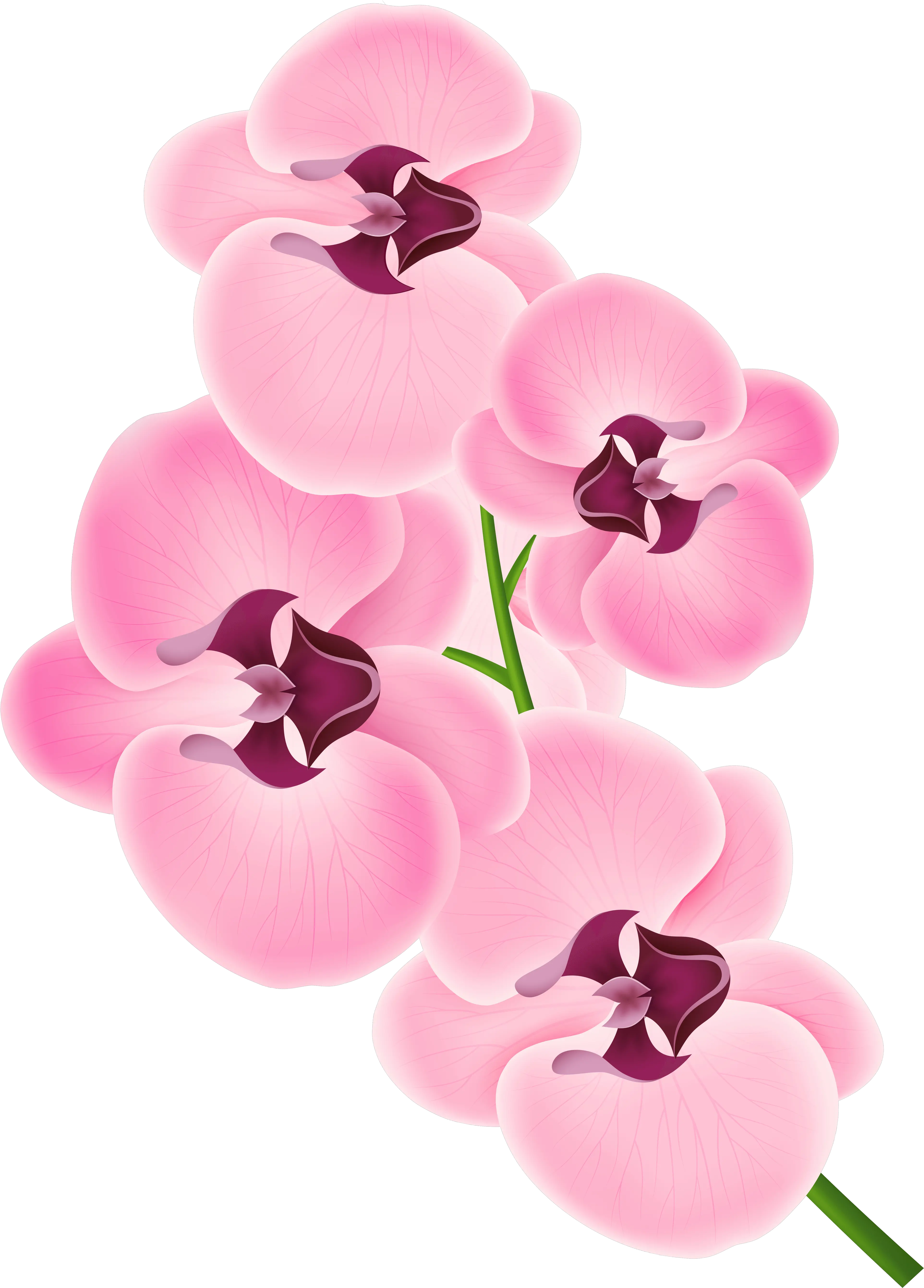 Free Pink Orchid Cliparts Download Pink Orchid Flower Png Orchid Png