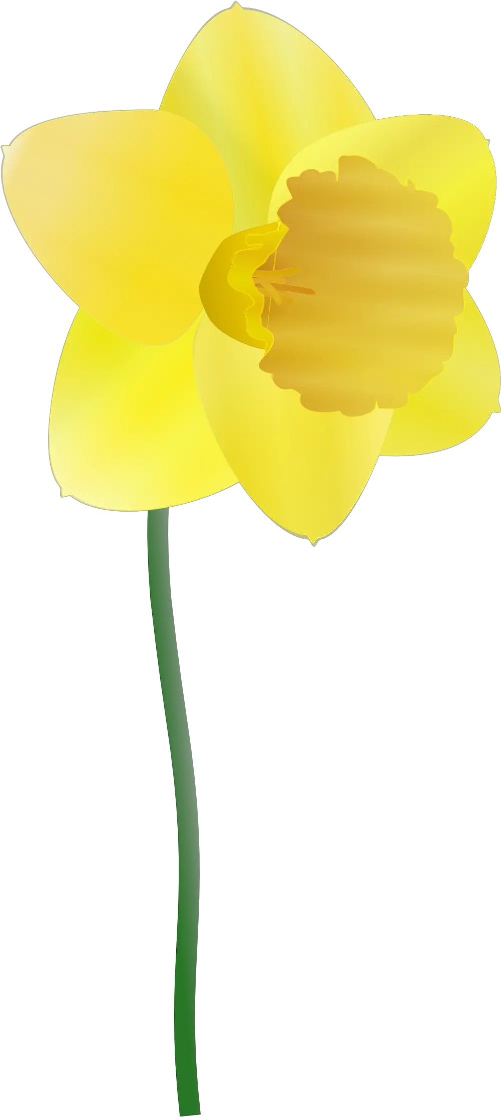 Daffodil Png Clip Arts For Web Cartoon Daffodils Daffodil Png