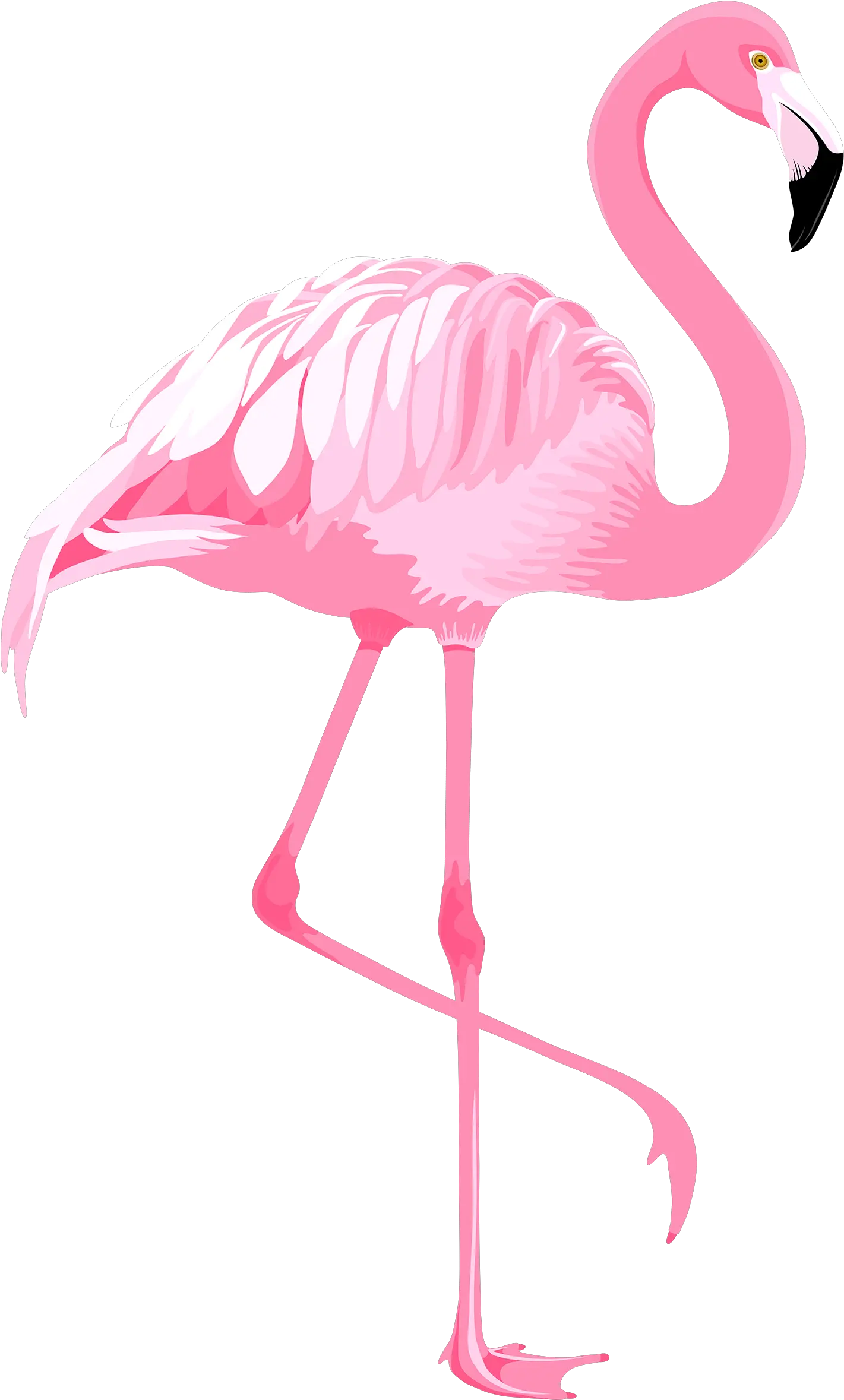 Png Clipart Transparent Background Png Images Flamingos Png Flamingo Transparent Background