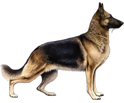 German Shepherd Dog Facts German Shepherd Png German Shepherd Transparent