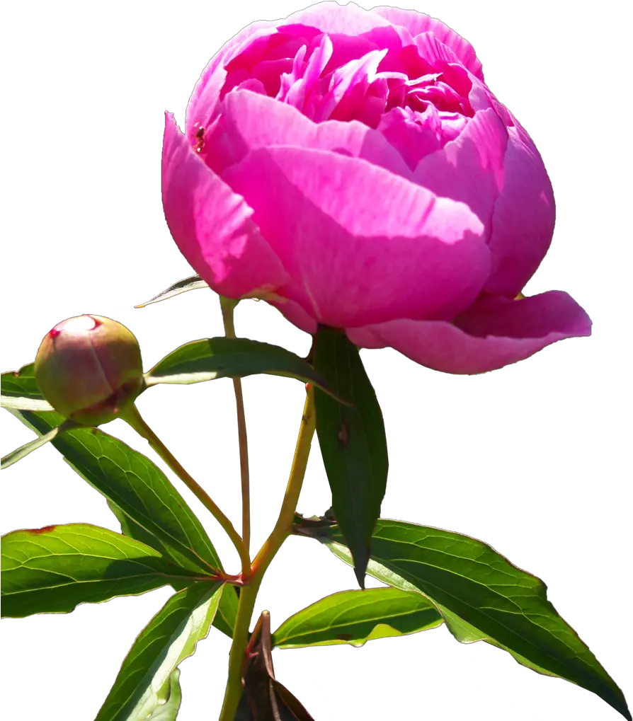 Download Hd Peonies Png Pfingstrose Png Peonies Png
