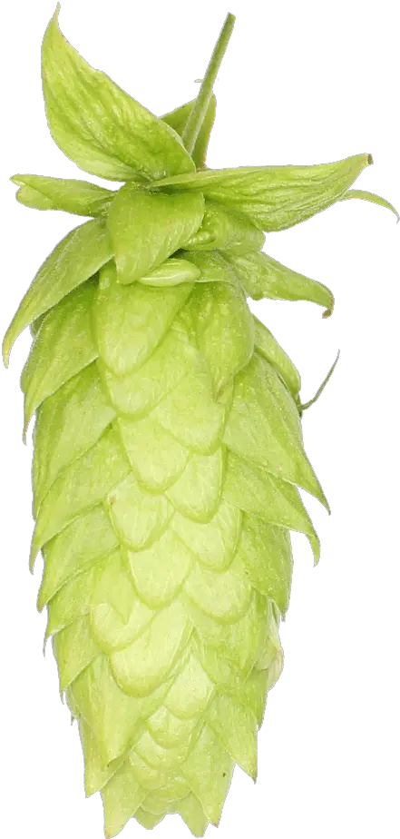 Download Lemondrop Hops Png Image With Hops Png Hops Png