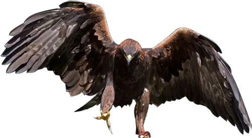 Eagle Transparent Background Png Golden Eagle Png Golden Eagle Png