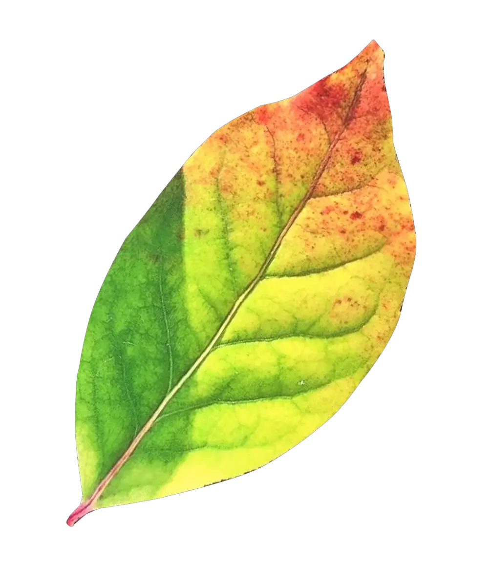 Leaves Comemories Png Green Fall Leaves Autumn Leaves Png