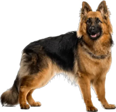 German Shepherd German Shepherd Png German Shepherd Png