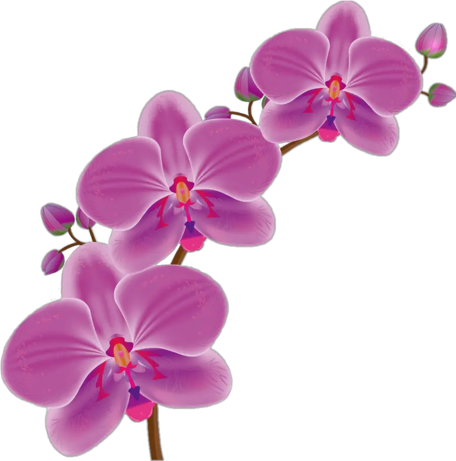 Orchid Flowers Nature Freetoedit Sticker By Almaramara Png Icon