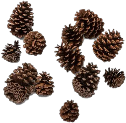 Pine Cone Png Photos Christmas Pine Cone Pine Cone Png