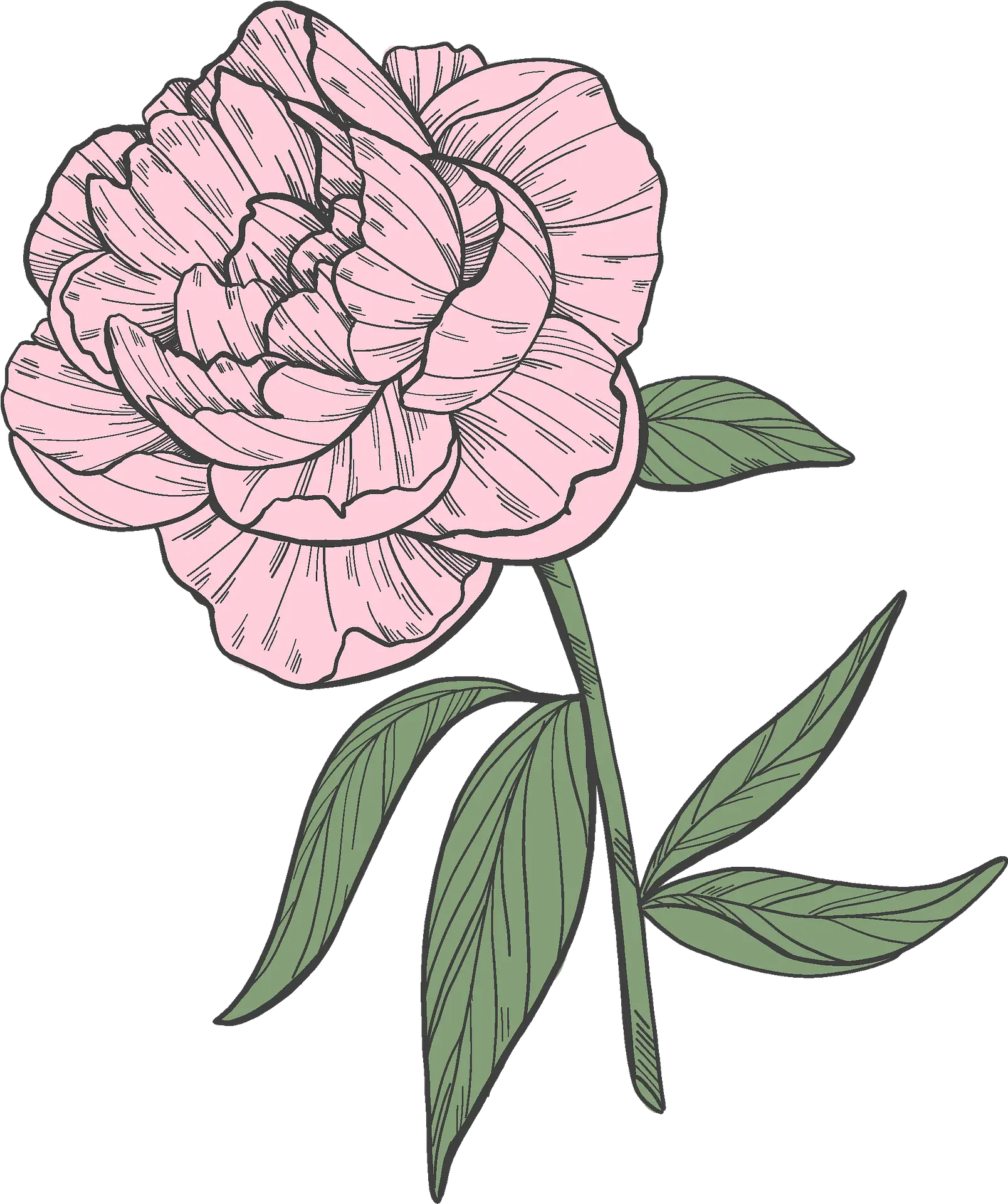 Clipart Floribunda Png Peony Transparent