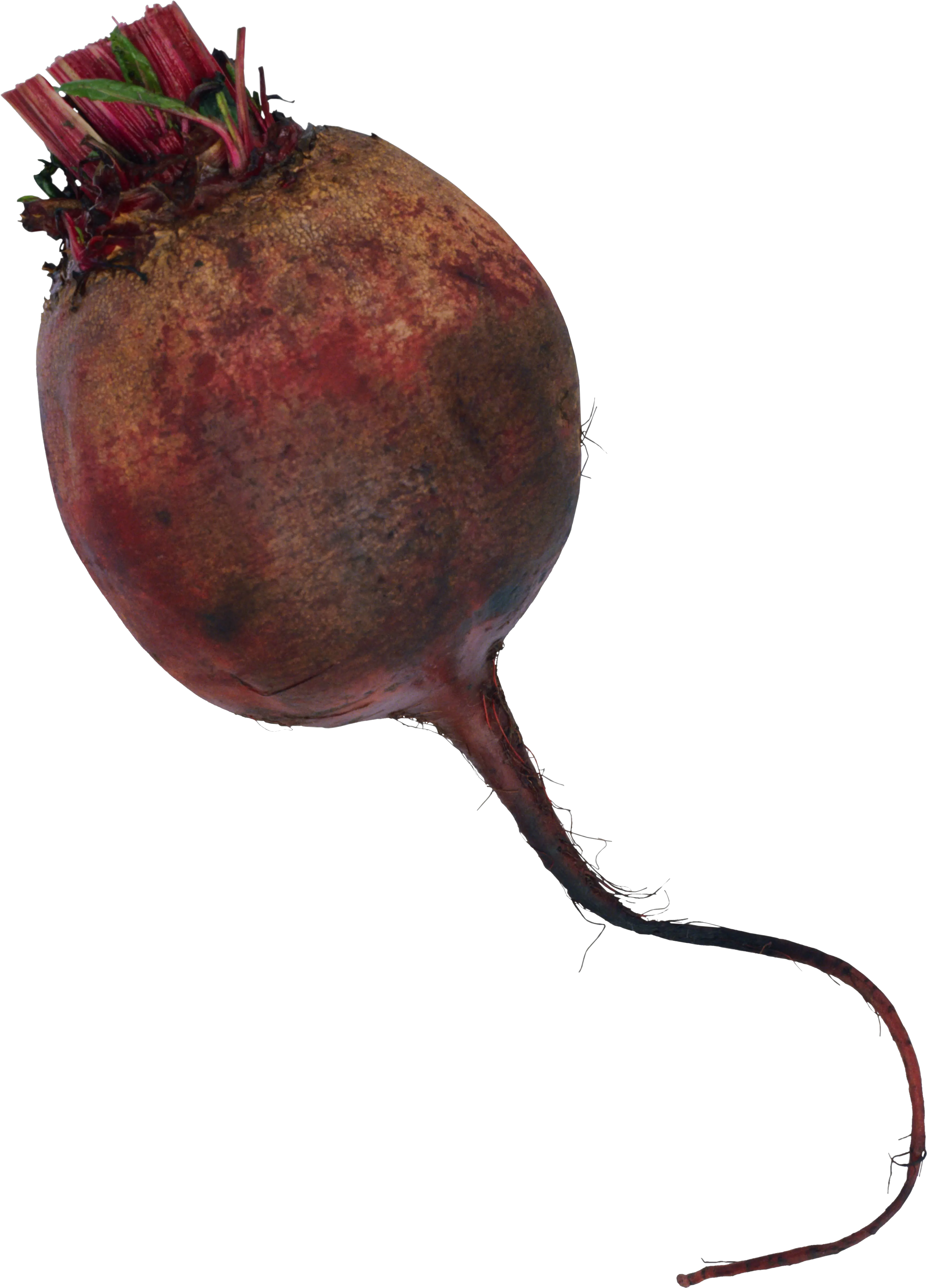 Download Beet Png Image For Free Png Beet Png