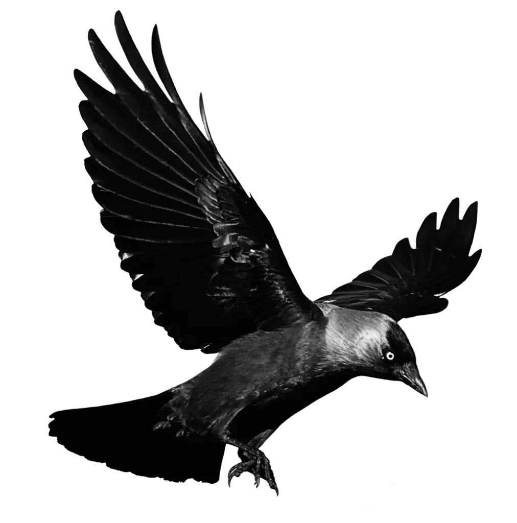 Raven Flying Transparent Background Crow Png Crow Transparent