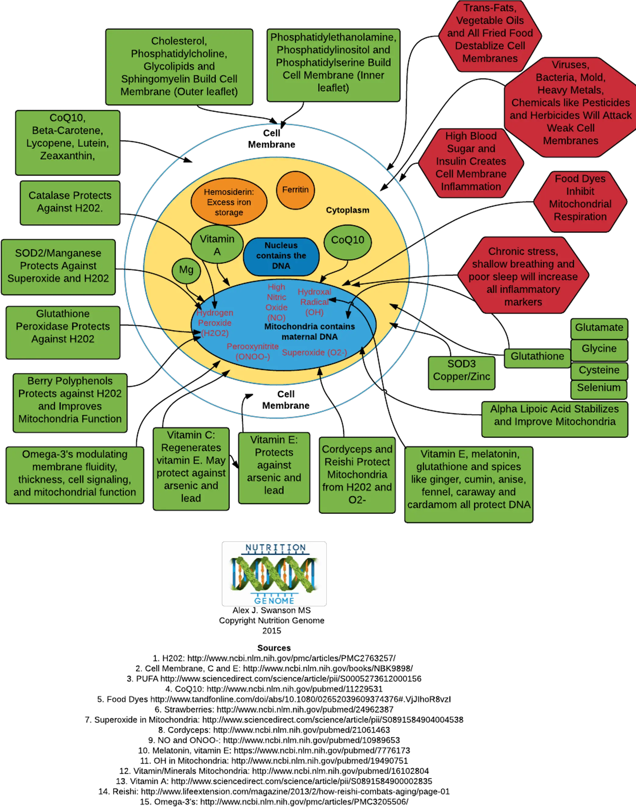 Mitochondria Nutrition Diagram Png Mitochondria Png