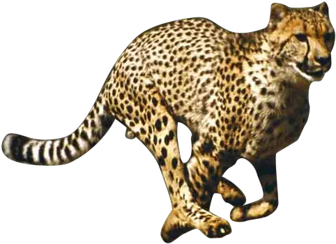 Running Cheetah Png Picture 509193 The Handbook For Everyday Cheetah Png