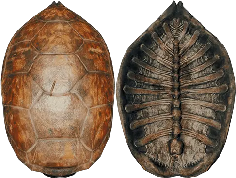 Turtle Shell Official The Forest Wiki Turtle Shell Png Tortoise Png